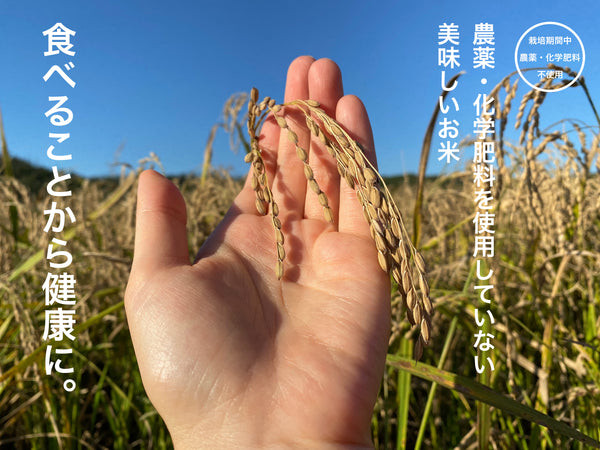 【新米予約】☆お米番付優秀賞受賞農家☆【農薬・化学肥料不使用】R7年産「いのちの壱」
